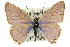  ( - 11ANIC-06359)  @11 [ ] CreativeCommons - Attribution (2011) ANIC/CBG Photography Group Centre for Biodiversity Genomics