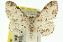  (Idaea sp. ANIC7 - 11ANIC-06410)  @11 [ ] CreativeCommons - Attribution (2011) ANIC/CBG Photography Group Centre for Biodiversity Genomics