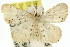  (Idaea sp. ANIC8 - 11ANIC-06413)  @14 [ ] CreativeCommons - Attribution (2011) ANIC/CBG Photography Group Centre for Biodiversity Genomics