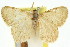  (Idaea rhopalopus - 11ANIC-06434)  @11 [ ] CreativeCommons - Attribution (2011) ANIC/CBG Photography Group Centre for Biodiversity Genomics
