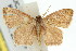  (Idaea dasypus - 11ANIC-06436)  @14 [ ] CreativeCommons - Attribution (2011) ANIC/CBG Photography Group Centre for Biodiversity Genomics