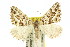  ( - 11ANIC-06511)  @14 [ ] CreativeCommons - Attribution (2011) ANIC/CBG Photography Group Centre for Biodiversity Genomics