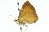  ( - 11ANIC-06561)  @12 [ ] CreativeCommons - Attribution (2011) ANIC/CBG Photography Group Centre for Biodiversity Genomics