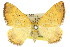 ( - 11ANIC-06562)  @11 [ ] CreativeCommons - Attribution (2011) ANIC/CBG Photography Group Centre for Biodiversity Genomics