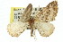  ( - 11ANIC-06575)  @12 [ ] CreativeCommons - Attribution (2011) ANIC/CBG Photography Group Centre for Biodiversity Genomics