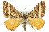  ( - 11ANIC-06583)  @14 [ ] CreativeCommons - Attribution (2011) ANIC/CBG Photography Group Centre for Biodiversity Genomics