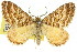  ( - 11ANIC-06590)  @11 [ ] CreativeCommons - Attribution (2011) ANIC/CBG Photography Group Centre for Biodiversity Genomics