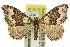  ( - 11ANIC-06624)  @14 [ ] CreativeCommons - Attribution (2011) ANIC/CBG Photography Group Centre for Biodiversity Genomics