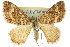  ( - 11ANIC-06636)  @11 [ ] CreativeCommons - Attribution (2011) ANIC/CBG Photography Group Centre for Biodiversity Genomics