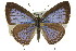  ( - 11ANIC-06673)  @14 [ ] CreativeCommons - Attribution (2011) ANIC/CBG Photography Group Centre for Biodiversity Genomics