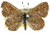 ( - 11ANIC-06692)  @13 [ ] CreativeCommons - Attribution (2011) ANIC/CBG Photography Group Centre for Biodiversity Genomics