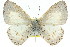  (Udara tenella - 11ANIC-06714)  @11 [ ] CreativeCommons - Attribution (2011) ANIC/CBG Photography Group Centre for Biodiversity Genomics