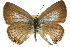  ( - 11ANIC-06725)  @13 [ ] CreativeCommons - Attribution (2011) ANIC/CBG Photography Group Centre for Biodiversity Genomics