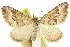  ( - 11ANIC-06789)  @11 [ ] CreativeCommons - Attribution (2011) ANIC/CBG Photography Group Centre for Biodiversity Genomics