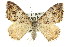  (Chrysolarentia - 11ANIC-06828)  @15 [ ] CreativeCommons - Attribution (2011) ANIC/CBG Photography Group Centre for Biodiversity Genomics