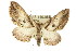  ( - 11ANIC-06834)  @14 [ ] CreativeCommons - Attribution (2011) ANIC/CBG Photography Group Centre for Biodiversity Genomics