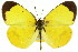  ( - 11ANIC-06851)  @15 [ ] CreativeCommons - Attribution (2011) ANIC/CBG Photography Group Centre for Biodiversity Genomics