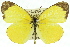  (Eurema smilax - 11ANIC-06855)  @15 [ ] CreativeCommons - Attribution (2011) ANIC/CBG Photography Group Centre for Biodiversity Genomics