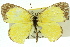  (Eurema laeta - 11ANIC-06858)  @15 [ ] CreativeCommons - Attribution (2011) ANIC/CBG Photography Group Centre for Biodiversity Genomics