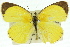  (Eurema herla - 11ANIC-06859)  @15 [ ] CreativeCommons - Attribution (2011) ANIC/CBG Photography Group Centre for Biodiversity Genomics
