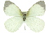  (Pierinae - 11ANIC-06881)  @16 [ ] CreativeCommons - Attribution (2011) ANIC/CBG Photography Group Centre for Biodiversity Genomics