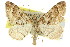  ( - 11ANIC-07034)  @14 [ ] CreativeCommons - Attribution (2011) ANIC/CBG Photography Group Centre for Biodiversity Genomics