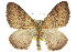  ( - 11ANIC-07037)  @14 [ ] CreativeCommons - Attribution (2011) ANIC/CBG Photography Group Centre for Biodiversity Genomics