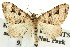  ( - 11ANIC-07060)  @14 [ ] CreativeCommons - Attribution (2011) ANIC/CBG Photography Group Centre for Biodiversity Genomics
