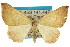  (Larentiinae - 11ANIC-07263)  @16 [ ] CreativeCommons - Attribution (2011) ANIC/CBG Photography Group Centre for Biodiversity Genomics