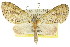  ( - 11ANIC-07316)  @11 [ ] CreativeCommons - Attribution (2011) ANIC/CBG Photography Group Centre for Biodiversity Genomics