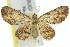  ( - 11ANIC-07330)  @13 [ ] CreativeCommons - Attribution (2011) ANIC/CBG Photography Group Centre for Biodiversity Genomics