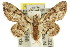  (Gymnoscelis ischnophylla - 11ANIC-07358)  @15 [ ] CreativeCommons - Attribution (2011) ANIC/CBG Photography Group Centre for Biodiversity Genomics