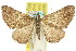  ( - 11ANIC-07623)  @11 [ ] CreativeCommons - Attribution (2011) ANIC/CBG Photography Group Centre for Biodiversity Genomics