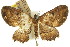  ( - 11ANIC-07788)  @11 [ ] CreativeCommons - Attribution (2011) ANIC/CBG Photography Group Centre for Biodiversity Genomics