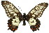  (Papilio anactus - 11ANIC-07856)  @15 [ ] CreativeCommons - Attribution (2011) ANIC/CBG Photography Group Centre for Biodiversity Genomics