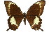  (Papilio fuscus - 11ANIC-07863)  @15 [ ] CreativeCommons - Attribution (2011) ANIC/CBG Photography Group Centre for Biodiversity Genomics