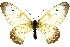  ( - 11ANIC-07875)  @13 [ ] CreativeCommons - Attribution (2011) ANIC/CBG Photography Group Centre for Biodiversity Genomics