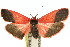  (Scoliacma bicolora - 11ANIC-07921)  @15 [ ] CreativeCommons - Attribution (2011) ANIC/CBG Photography Group Centre for Biodiversity Genomics