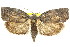  (Illidgea - 11ANIC-09232)  @15 [ ] CreativeCommons - Attribution (2011) ANIC/CBG Photography Group Centre for Biodiversity Genomics