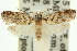  ( - 11ANIC-09253)  @13 [ ] CreativeCommons - Attribution (2011) ANIC/CBG Photography Group Centre for Biodiversity Genomics
