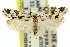  ( - 11ANIC-09296)  @13 [ ] CreativeCommons - Attribution (2011) ANIC/CBG Photography Group Centre for Biodiversity Genomics
