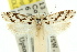  ( - 11ANIC-09298)  @12 [ ] CreativeCommons - Attribution (2011) ANIC/CBG Photography Group Centre for Biodiversity Genomics