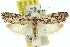  ( - 11ANIC-09308)  @13 [ ] CreativeCommons - Attribution (2011) ANIC/CBG Photography Group Centre for Biodiversity Genomics