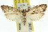  ( - 11ANIC-09310)  @13 [ ] CreativeCommons - Attribution (2011) ANIC/CBG Photography Group Centre for Biodiversity Genomics