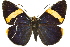  (Tagiadinae - 11ANIC-08020)  @15 [ ] CreativeCommons - Attribution (2011) ANIC/CBG Photography Group Centre for Biodiversity Genomics