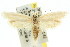  (Procometis sp. ANIC14 - 11ANIC-08128)  @11 [ ] CreativeCommons - Attribution (2011) ANIC/CBG Photography Group Centre for Biodiversity Genomics