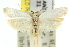 ( - 11ANIC-08145)  @11 [ ] CreativeCommons - Attribution (2011) ANIC/CBG Photography Group Centre for Biodiversity Genomics