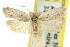  ( - 11ANIC-08151)  @11 [ ] CreativeCommons - Attribution (2011) ANIC/CBG Photography Group Centre for Biodiversity Genomics