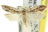  ( - 11ANIC-08159)  @11 [ ] CreativeCommons - Attribution (2011) ANIC/CBG Photography Group Centre for Biodiversity Genomics