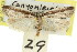 ( - 11ANIC-08163)  @11 [ ] CreativeCommons - Attribution (2011) ANIC/CBG Photography Group Centre for Biodiversity Genomics
